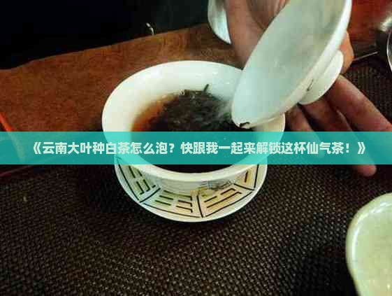 云南大叶种白茶冲泡