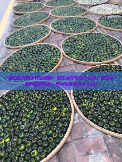 野生紫芽属于什么茶