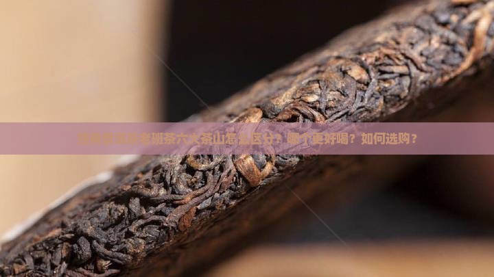经典普洱茶老班茶六大茶山