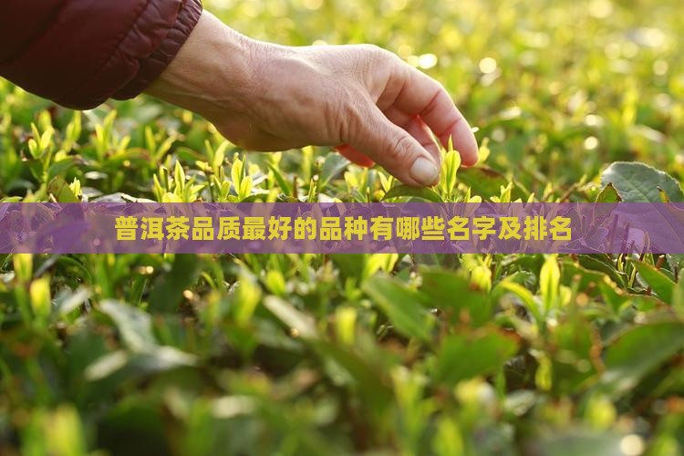 普洱茶品质最好的品种有哪些
