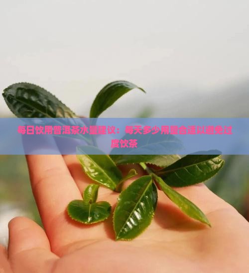 普洱茶一天喝多少水量合适