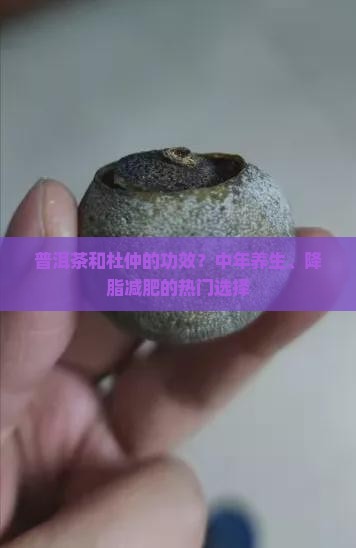 普洱茶和杜仲的功效