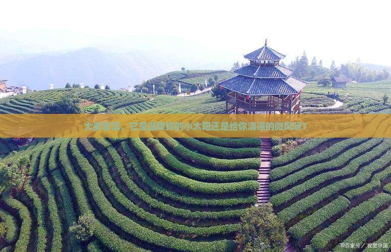 大麦普洱茶是热性还是凉性