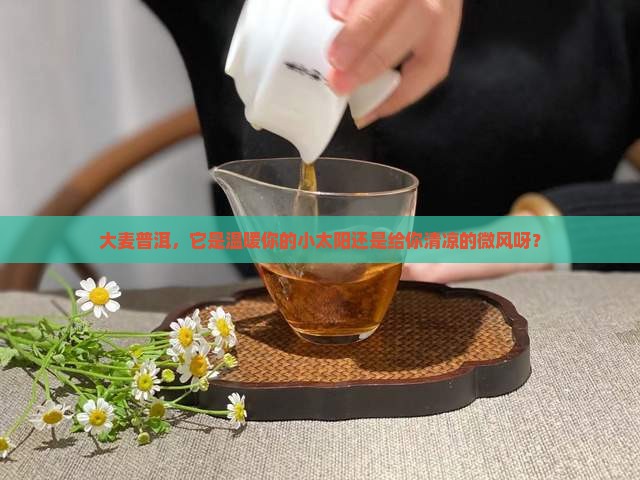 大麦普洱茶是热性还是凉性