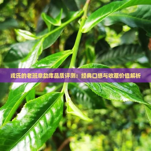 戎氏的老班章怎么样