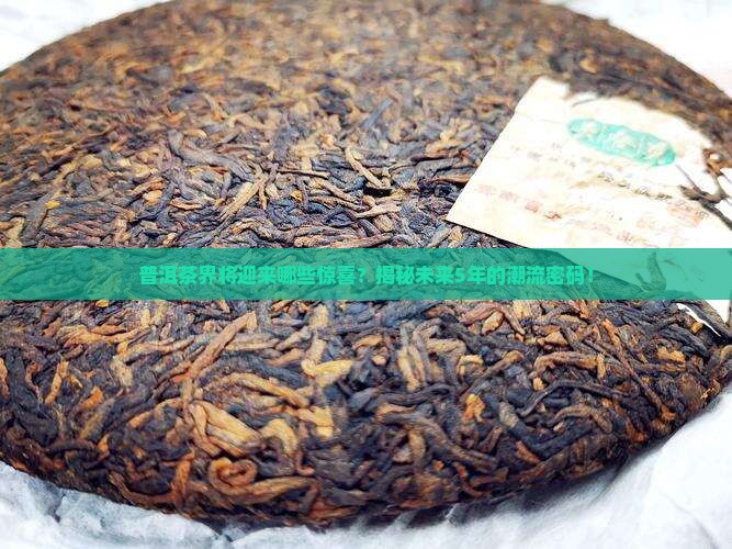 普洱茶未来5年的风向