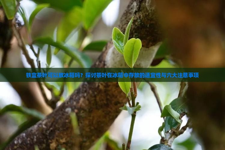 铁盒茶叶可以放冰箱吗