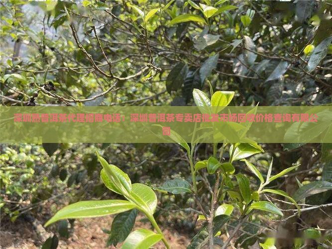 深圳熟普洱茶代理招商电话