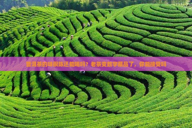 普洱茶的味很陈还能喝吗
