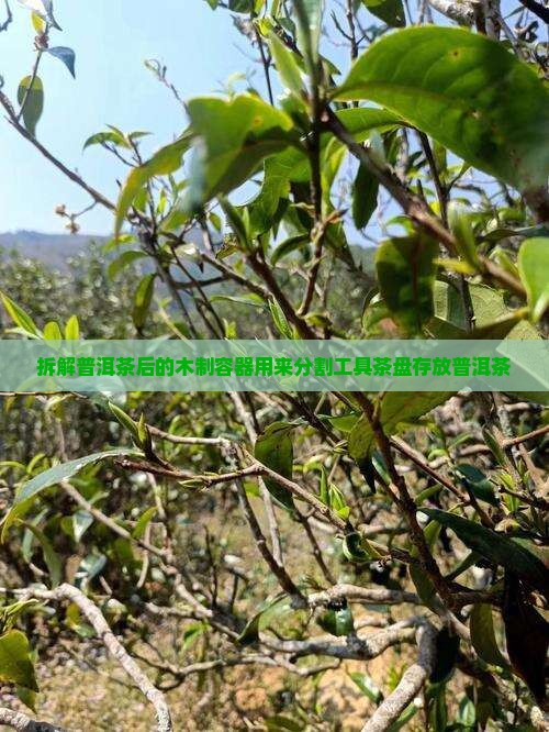 拆解普洱茶后的木制容器