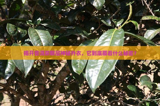 普洱茶外面的壳是什么