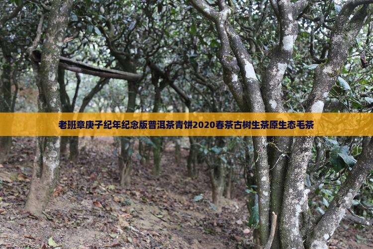 老班章庚子纪年纪念版