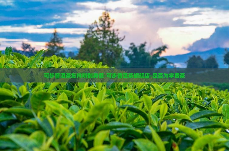 可步普洱茶怎样
