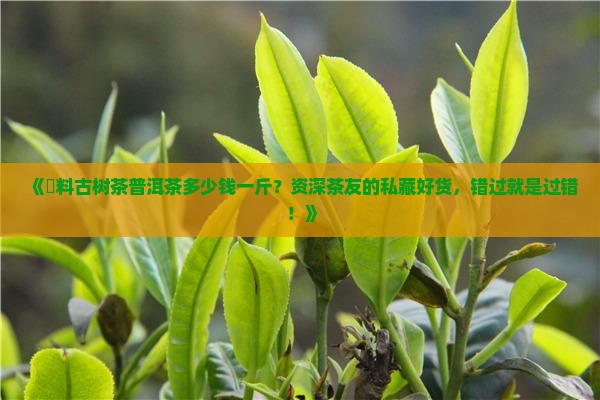 伅料古树茶普洱茶多少钱一斤