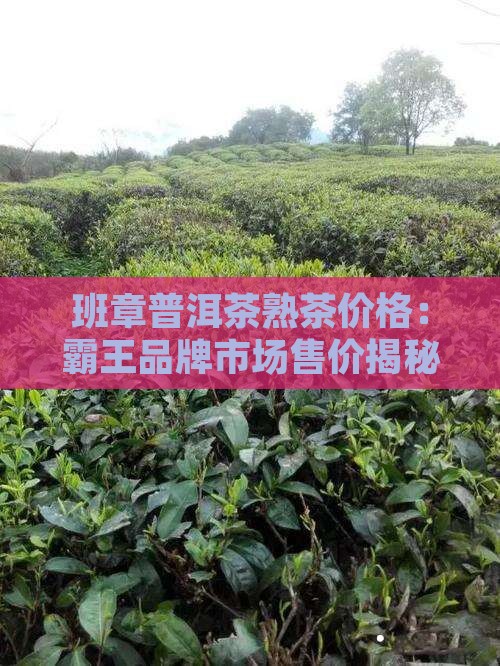 霸王班章普洱茶熟茶多少钱