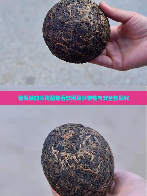 普洱茶的黄霉菌