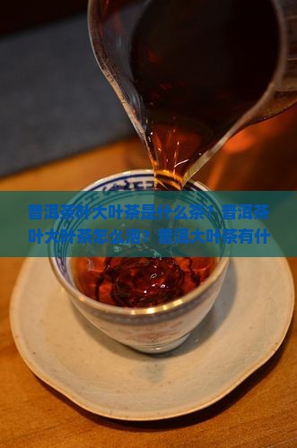 普洱茶叶大叶茶 普洱茶叶大叶茶