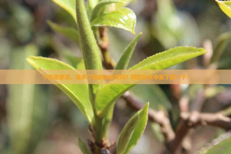 存放10年的普洱茶伤胃吗
