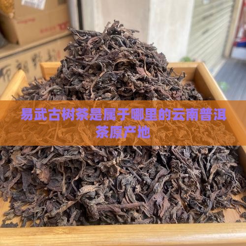 易武古树茶是属于哪里
