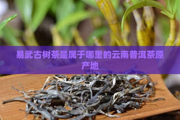 易武古树茶是属于哪里