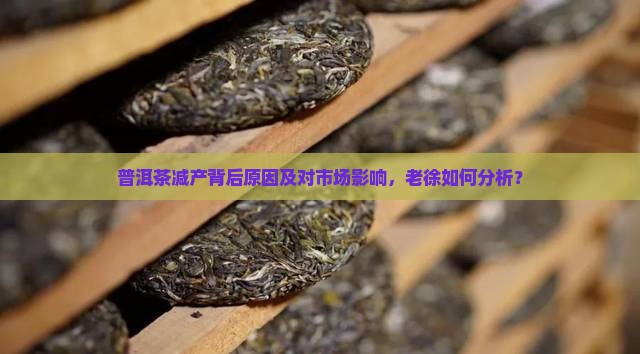 老徐谈普洱茶减产