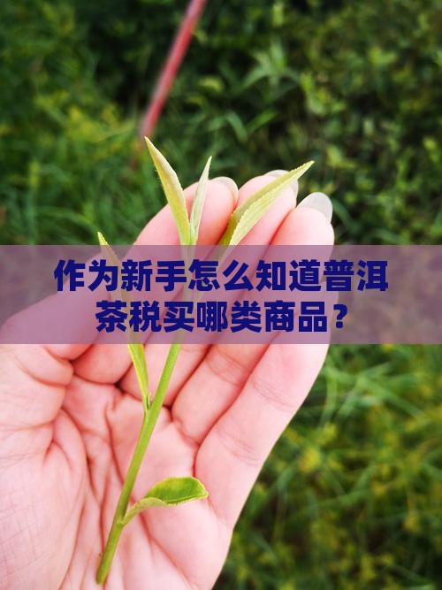 普洱茶税购买类目是什么