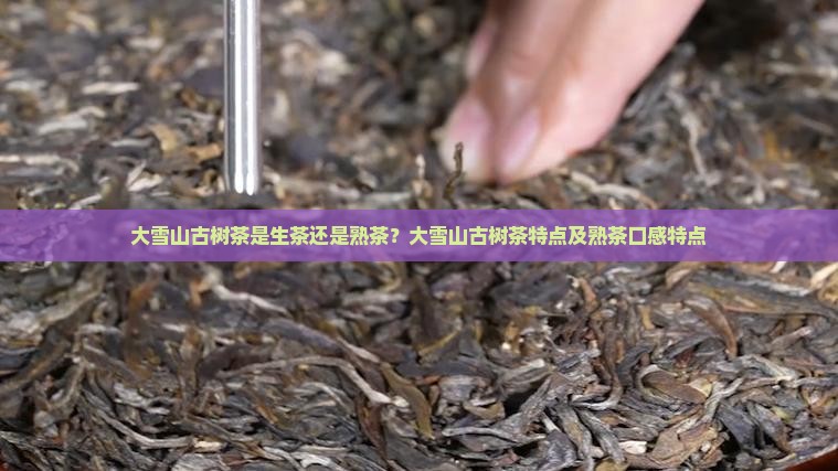 大雪山古树茶是生茶还是熟茶