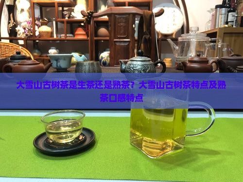 大雪山古树茶是生茶还是熟茶