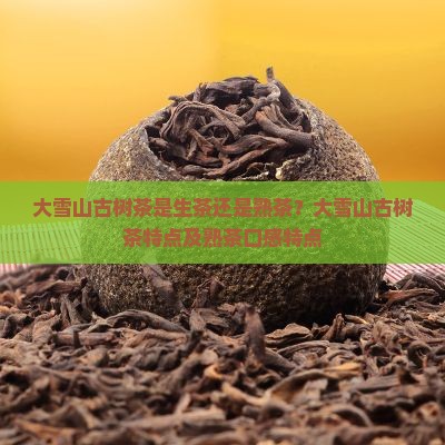 大雪山古树茶是生茶还是熟茶