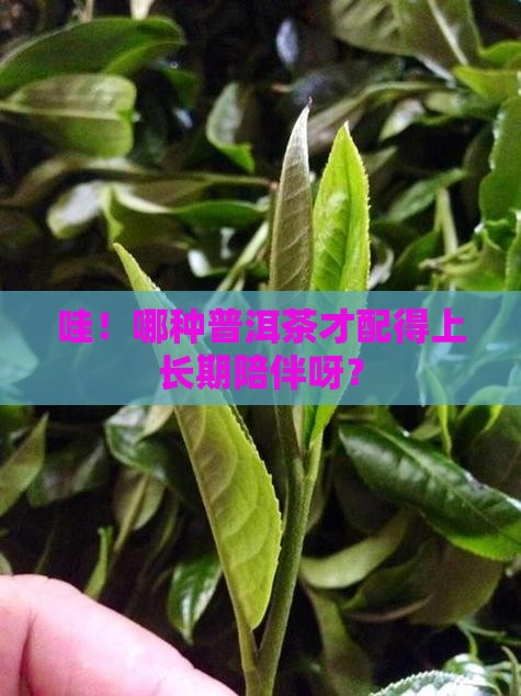 什么样的普洱茶才值得长期存放