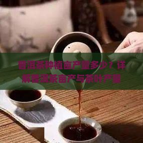 普洱茶亩产量多少斤