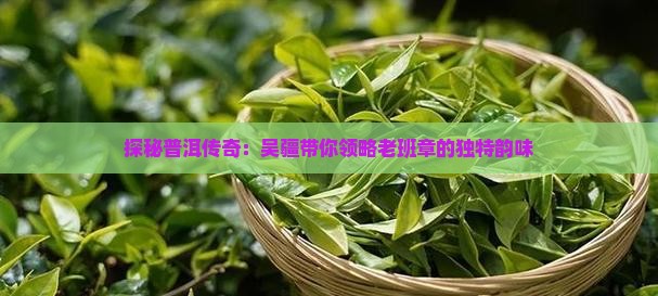 吴疆讲普洱老班章