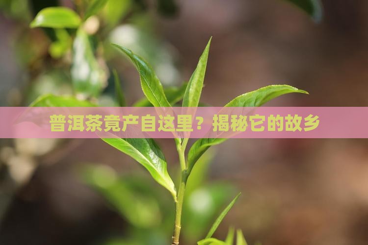 普洱茶的主要产地是云南