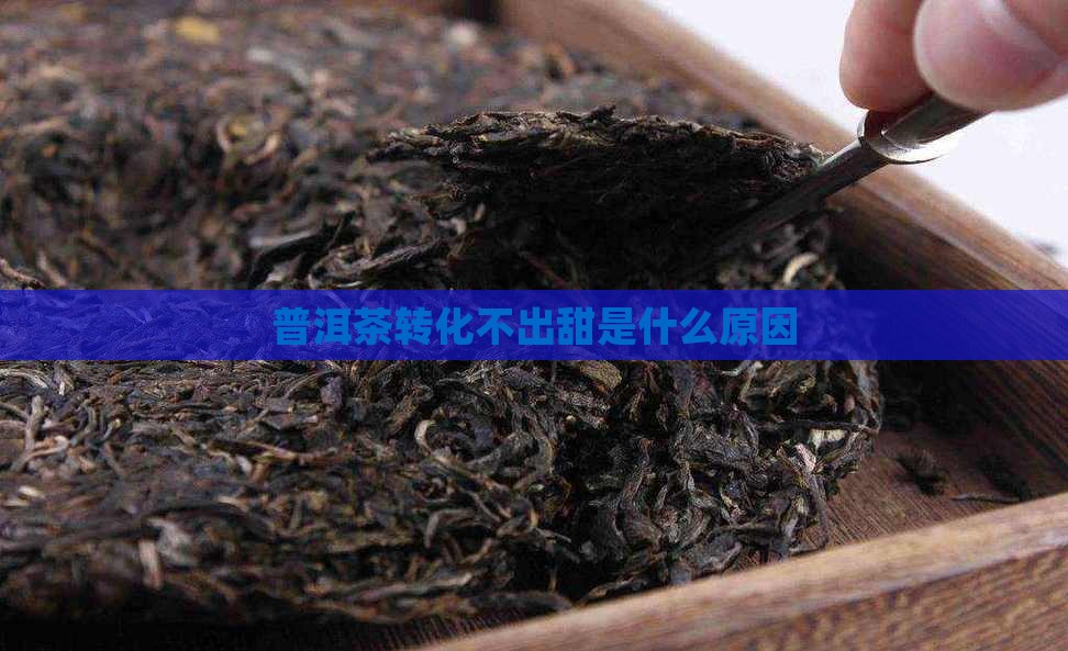 普洱茶转化不出甜