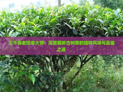 三千克老班章大饼