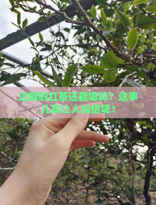 过期的红茶可以喝吗