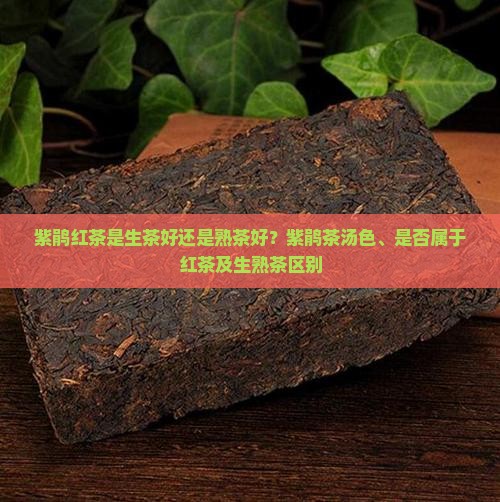 紫鹃红茶是生茶好还是熟茶好
