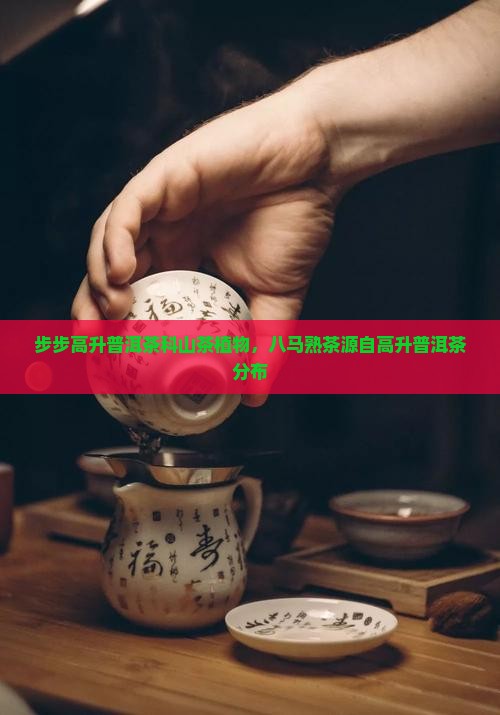 步步高升熟普洱茶