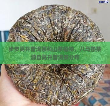 步步高升熟普洱茶