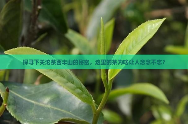 下关沱茶西半山怎么样