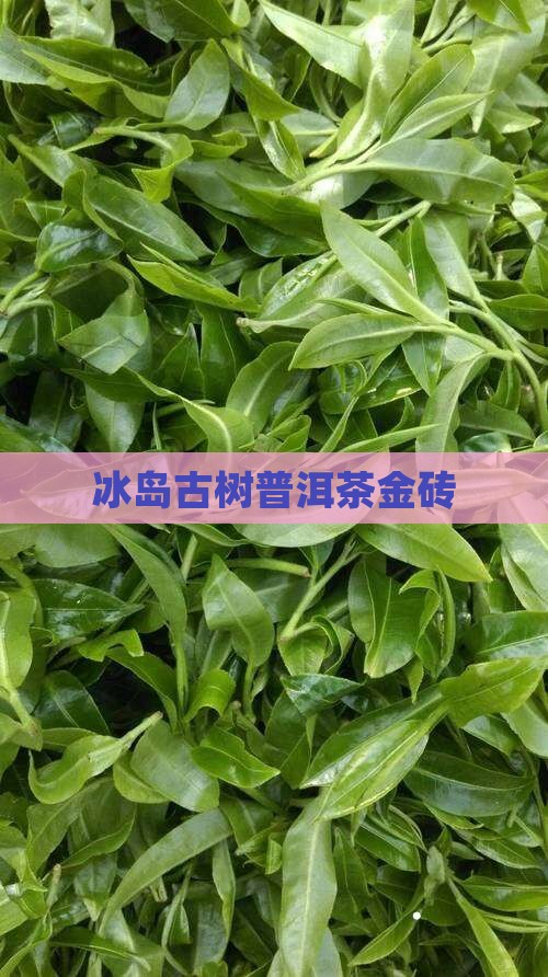 冰岛古树茶金砖