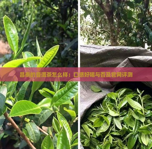 昌泰的普洱茶怎么样