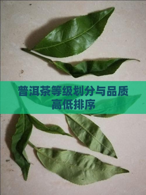 普洱茶品质从高到低