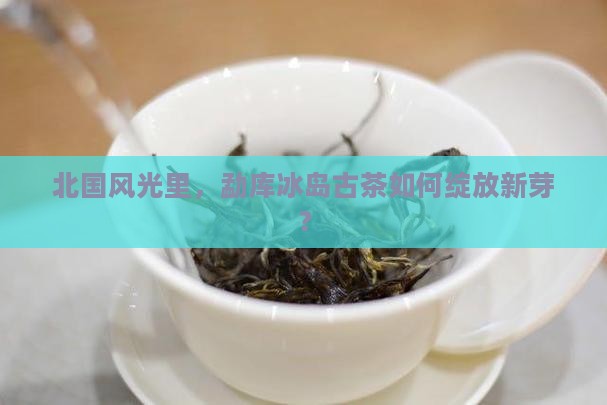 勐库冰岛古茶张北