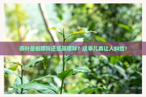 茶叶是低嘌呤还是高嘌呤 茶叶是低嘌呤还是高嘌呤