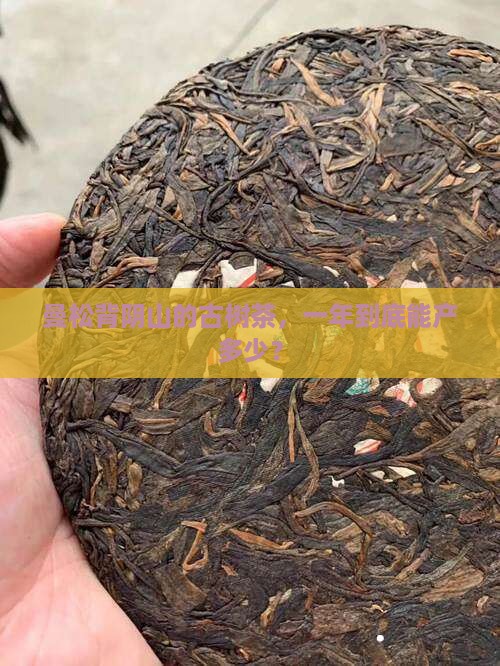 曼松背阴山古树茶年产量