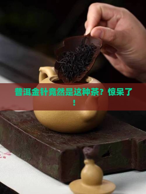 普洱金针是属什么茶