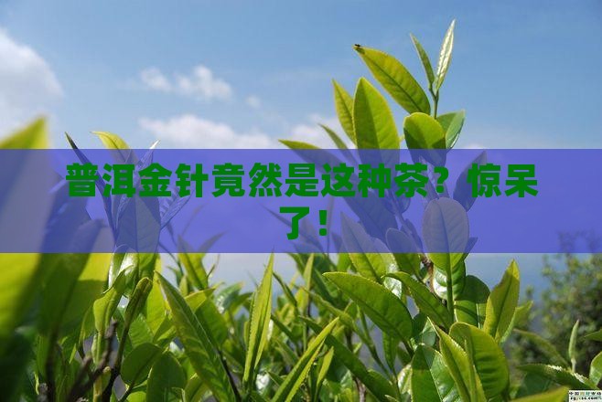 普洱金针是属什么茶