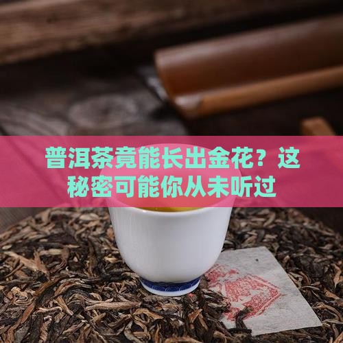 普洱茶长金花的做法