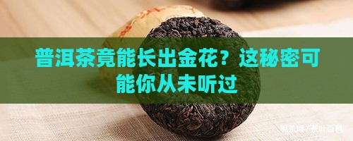 普洱茶长金花的做法